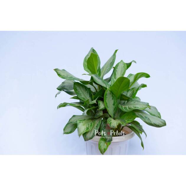 Anglonema Silver Leaf