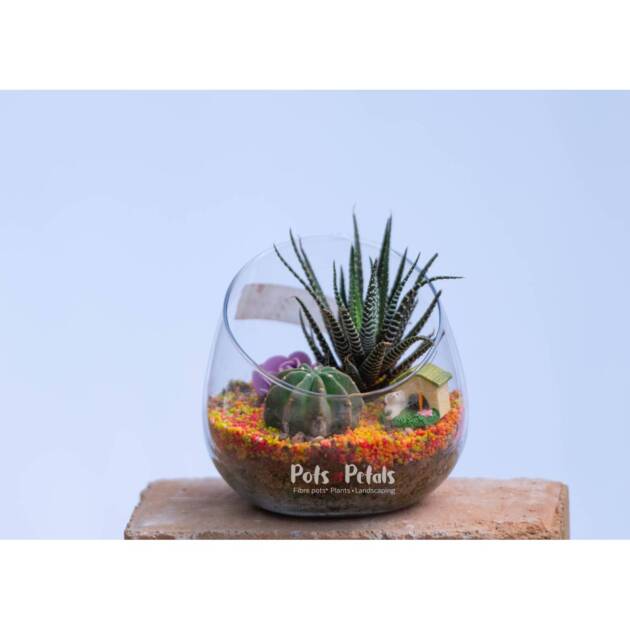 Terrarium Haworthia Cactus