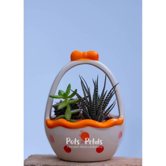 Gift Package Haworthia Cactus